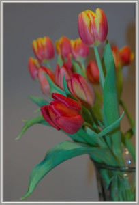 JeannoPhoto-tulipe